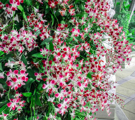 Beautiful Red Orchid Flowers with Leaves