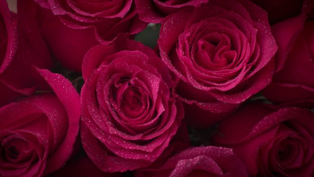 Red roses . Valentine's Day. 4k
