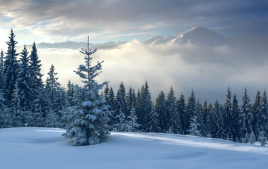 Fototapeta premium landscape