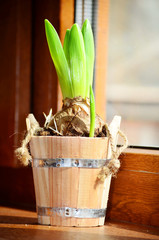 fresh hyacinth flower in wooden pot.Spring time