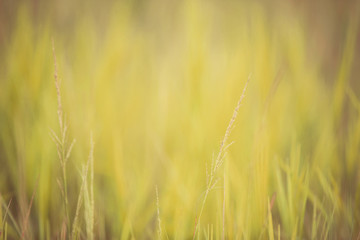 Perfect yellow background by the dry grass.,Vintage style