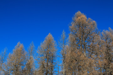 alberi brulli in inverno
