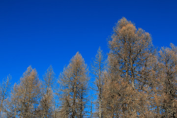Fototapeta premium alberi brulli in inverno