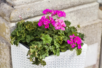 pink flowers of geranium blooming luxuriantly in a white pot of rattan