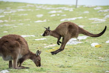 Kangaroo portrait while jumping on grass