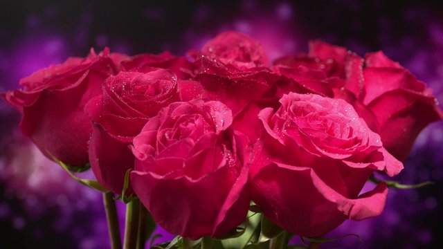 Beautiful red roses background with copy space