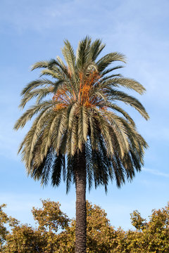Palmier, butia capitata, et ses fruits