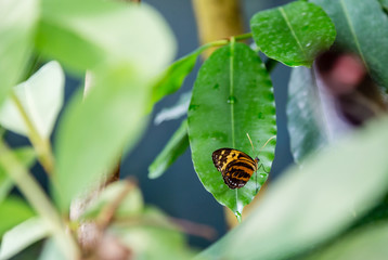 Brown and Yellow Butterfly