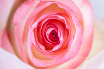Fototapeta na wymiar Pink rose closeup on white bright background.