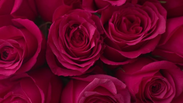 Red roses . Valentine's Day. 4k