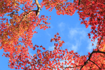 紅葉と青空