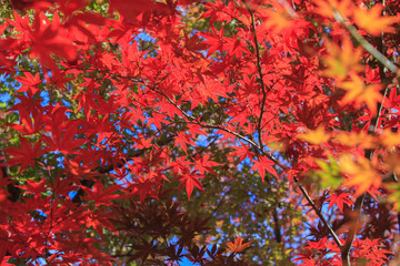 紅葉