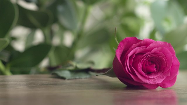 Man's hand puts a greeting card with a rose on the table. St. Valentine's Day