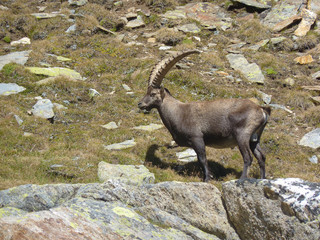 Wild goat