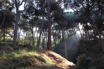 Sunbeam in Pine Forest, Lebanon