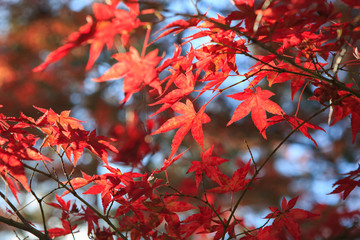 紅葉