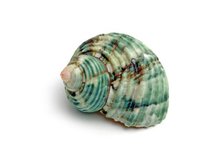 snail shell