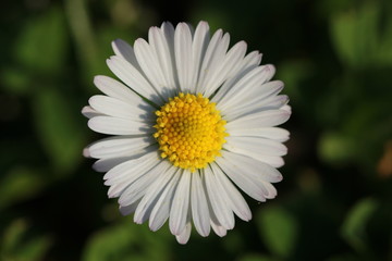 Obraz premium Pâquerette