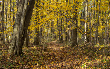 Winding Forest Path In Autumn. Forest path winds through a tunnel of trees in a forest ablaze with...