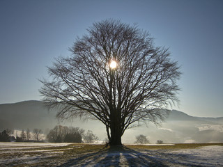 sun behind tree in winter