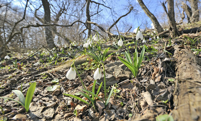 snowdrop flowers on field