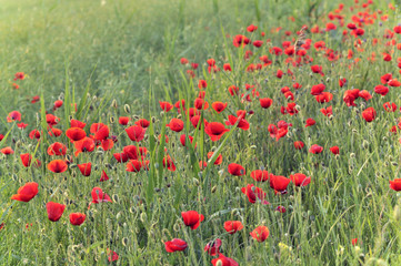 Poppy flowers