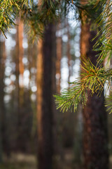 Wędrówka po lesie, gałązki z igliwiem na tle pni sosny © Piotr Gołębniak