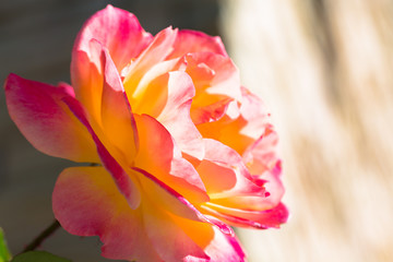 陽射しを浴びるバラ