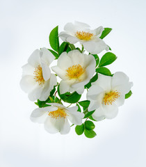 Obraz premium ナニワノイバラ