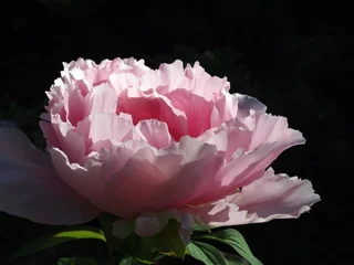 Fototapete Pfingstrosen peony flower  © BjörnBuxbaum-Conradi