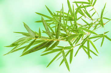 Obraz premium bambou