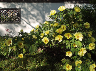 yellow flowering peonies in chinese garden