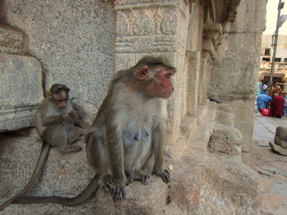 monkey ear is torn 　Hampi　India 