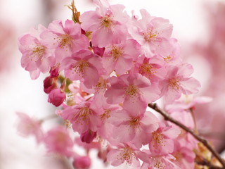 Obraz premium 柿田川公園を彩る河津桜