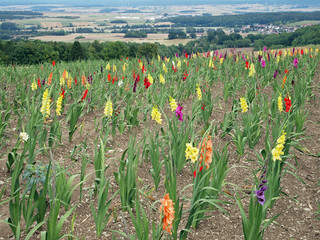 gladioli field