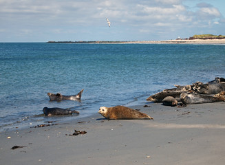 seals at Heligoland