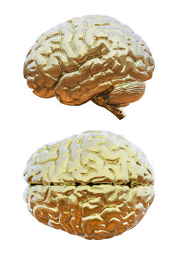 Human brain golden