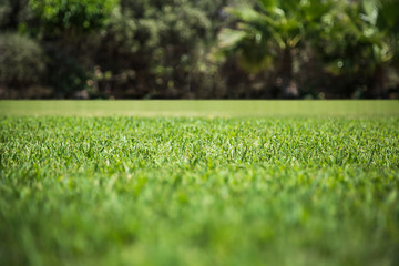 Green grass texture from a field