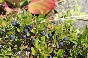 Черника в горах кузнецкого Алатау