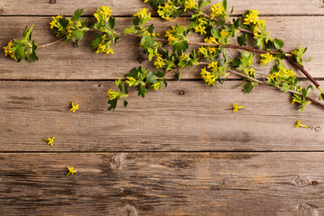 spring branch on wooden background