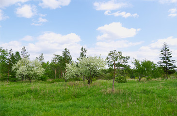 spring nature landscape with blooming trees, fresh greenery and blue clouds sky