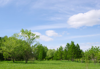 Obraz premium spring nature landscape with fresh green grass and trees, blue clouds sky