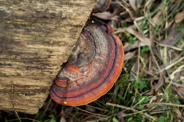 Huba na pniu drzewa  © Filip Olejowski