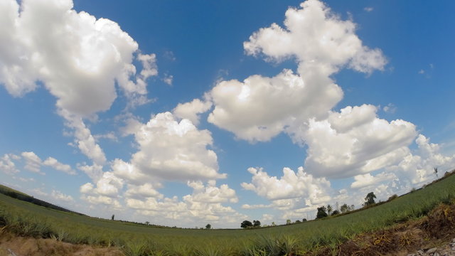 Landscape view of forest with cludy sky , Time lapse