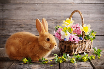 little rabbit with spring flowers