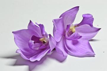 Fototapeta na wymiar purple orchid on white background