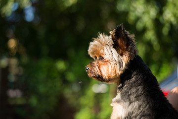 DOg hark in the sunshine