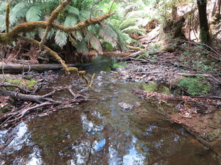 Stream in forest