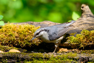 Nuthatch sitting on a tree trunk