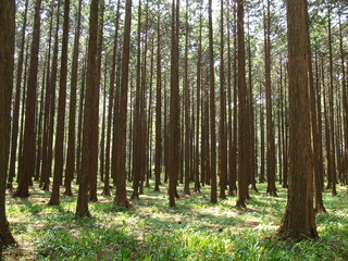 Obraz premium 杉林に注ぐ春の陽射し